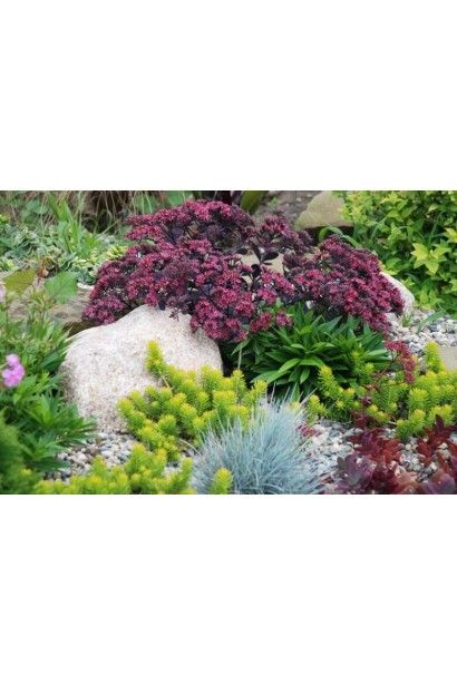 Очиток низькорослий Плам Даззлед в ландшафті